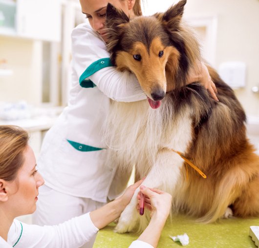 MICROVET EXAMES VETERINÁRIOS