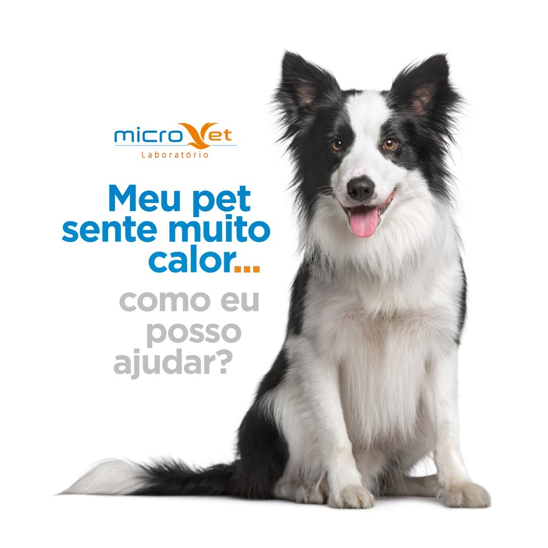 Meu Pet sente muito calor, como eu posso ajudar?